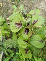 Amaranthus tricolor