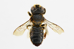 Lithurgus cornutus