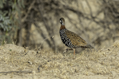 Francolinus francolinus