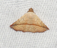 Eublemma perversicolor