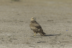 Buteo rufinus rufinus