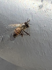 Apis mellifera