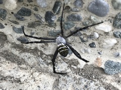 Argiope aetheroides