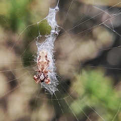 Cyclosa octotuberculata