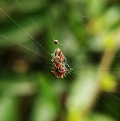 Cyclosa octotuberculata