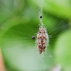 Cyclosa octotuberculata