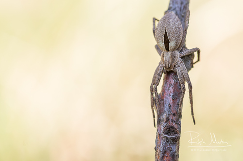 Common Lance-backed Crab Spider