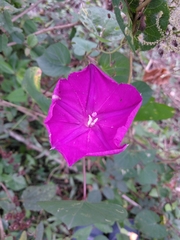 Ipomoea purga