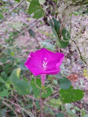 Ipomoea purga
