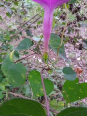 Ipomoea purga