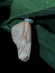 Eueides aliphera
