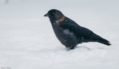 Corvus monedula