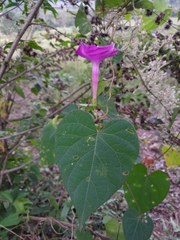 Ipomoea purga