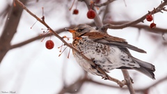 Turdus pilaris