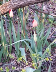 Tulipa raddii