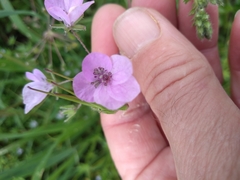 Erodium maculatum