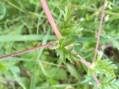 Erodium maculatum