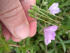 Erodium maculatum