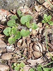 Veronica sublobata