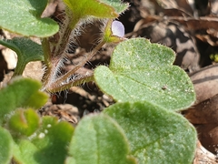 Veronica sublobata