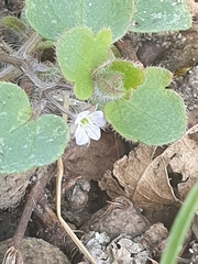 Veronica sublobata