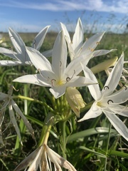 Crinum flaccidum