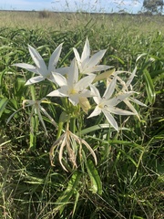 Crinum flaccidum