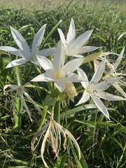 Crinum flaccidum