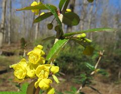 Berberis julianae
