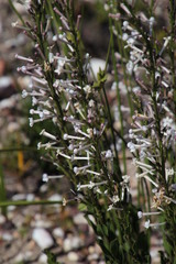 Freylinia longiflora