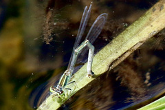 Ischnura aurora