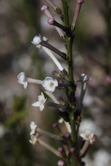 Freylinia longiflora