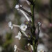 Freylinia longiflora - Photo (c) Tony Rebelo, algunos derechos reservados (CC BY-SA), subido por Tony Rebelo