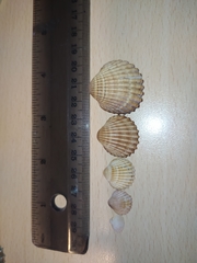 Acanthocardia tuberculata