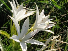 Crinum flaccidum