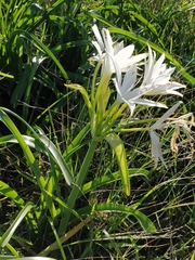 Crinum flaccidum