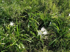 Crinum flaccidum