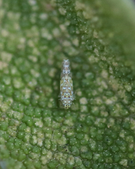 Eupteryx decemnotata