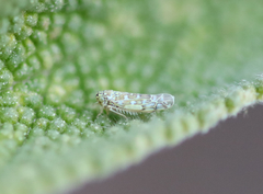 Eupteryx decemnotata