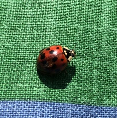 Harmonia axyridis