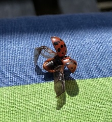 Harmonia axyridis
