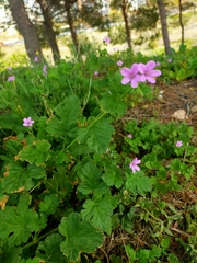 Erodium chium