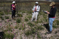 Freylinia longiflora