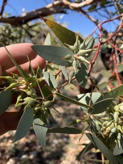 Eucalyptus gillii