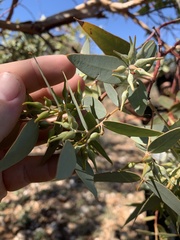 Eucalyptus gillii