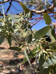 Eucalyptus gillii