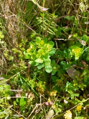 Euphorbia helioscopia