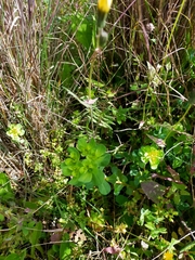 Euphorbia helioscopia