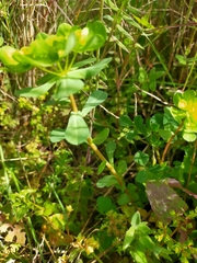 Euphorbia helioscopia