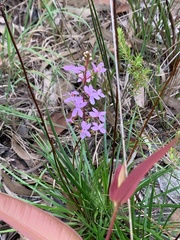 Stylidium productum